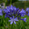 Afrikanische Schmucklilie - Agapanthus africanus | 1 Stück | Knolle | Schnittblume | Topfpflanze | Geeignet für Kübel | Blau | 100% Blütegarantie | QFB Gardening