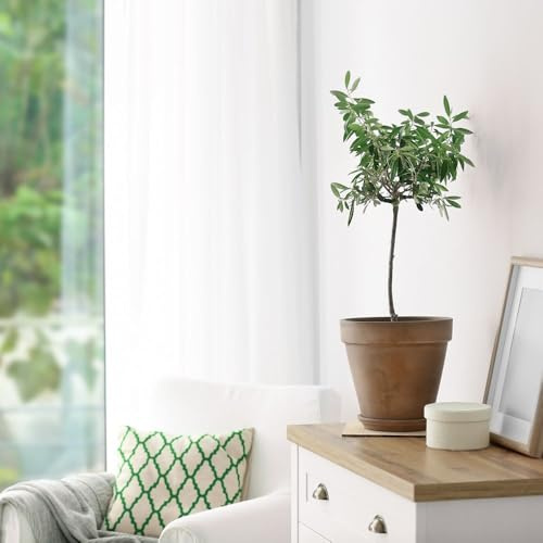 Olive Tree Standard – Olea europaea – Evergreen Patio Tree – Fragrant Flowers – Edible Fruits – Grey-Green Foliage – 1x 18cm Pot with Grey Planter – 80–90cm Stem by Thompson and Morgan