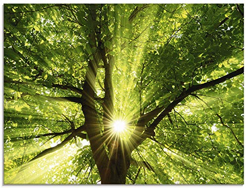 ARTland Wanddeko Glasbilder Wandbild Glas Bild einteilig 80x60 cm Querformat Wald Natur Botanik Bäume Laubbaum Sonne Baum Sommer T5GQ