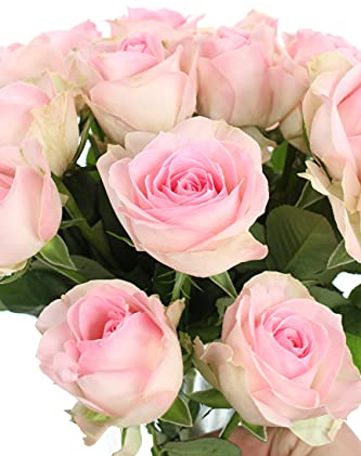 10 Rosen im Bund - Rosa - frische echte Stiele in Premium-Qualität - 40 cm - Frischegarantie