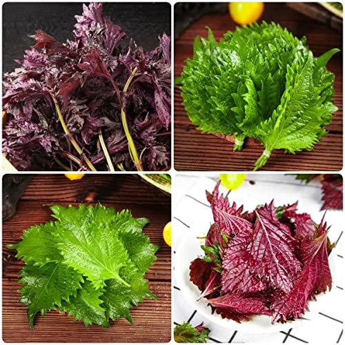 Semillas De Shiso Verde - Perilla Frutescens - Semillas Aromáticas Ideales Para Hierbas De Jardín Y Balcón 50 piezas