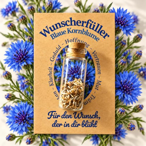 Little Plants Wunscherfüller Echte Kornblume Samen Blau | Das ideale Geschenk - Weihnachten, Geburtstag, Hochzeit, Jugendweihe, Reisen - Geschenkidee für Frauen und Männer