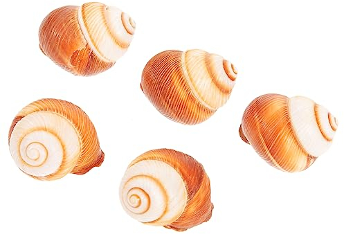 BESPORTBLE 5 Pièces Coquille D'escargot Français Supplémentaire Dessert Coquilles De Cuisson Ménagères Vide Cuire des Coquilles Descargots Crabe Ermite Coquille D'escargot Naturelle Ménage