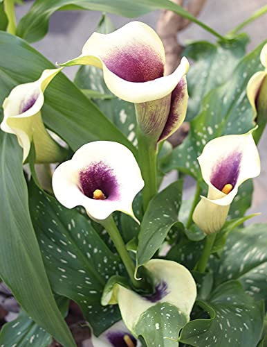 Bulbos gigantes de cala blanca, como una planta rara y preciosa, las flores están en plena floración, un estilo hermoso y único-1.9bulbis