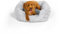 Best Friends by Sheri Soothe & Snooze Lounge Lux - Hundebett - Memory-Foam - rechteckig/waschbar - Grau - S 51 x 38 cm