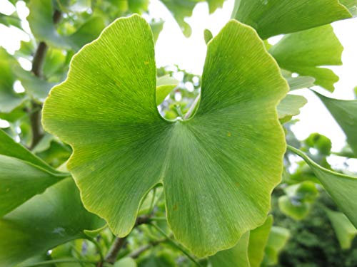 Cimelio organici 5 pc/sacchetto Ginkgo biloba Gingko Albero di Maidenhair semi noci Bonsai cresciute da Vaso seme per giardino di casa 3