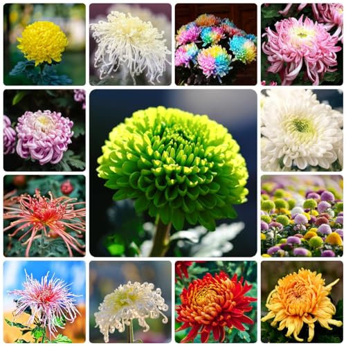 150 pcs chrysanthemen pflanzen samen - gartensamen bonsai samen chrysantheme,Chrysanthemum morifolium, dekoration wohnzimmer flowers blumendeko dachbegrünung winterharte stauden
