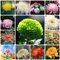 150 pcs chrysanthemen pflanzen samen - gartensamen bonsai samen chrysantheme,Chrysanthemum morifolium, dekoration wohnzimmer flowers blumendeko dachbegrünung winterharte stauden