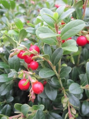 Preiselbeere Fireballs - Vaccinium vitis-idaea - 25-30cm