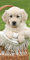 Golden Retriever Strandtuch, 70 x 140 cm, Baumwolle