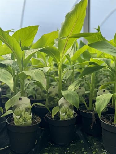 Direct Plants Musa Basjoo Fully Hardy Banana Fruit Tree in a 13cm Litre Pot