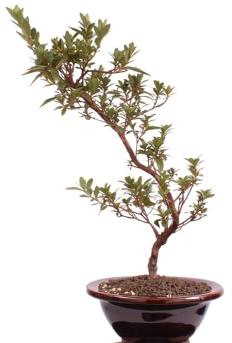 Bonsai - Jap. Satsuki Azalee 'Tateyama-no-Mai', Rhododendron indicum 218/179