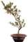 Bonsai - Jap. Satsuki Azalee 'Tateyama-no-Mai', Rhododendron indicum 218/179