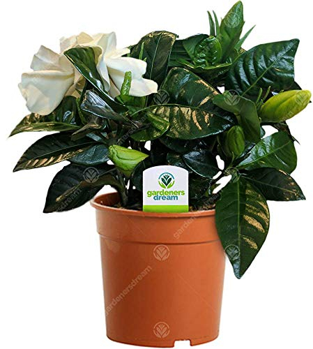 Gardenia Jasminoides - 1 Plant - House/Office Live Indoor Pot Plant Tree in 9cm Pot