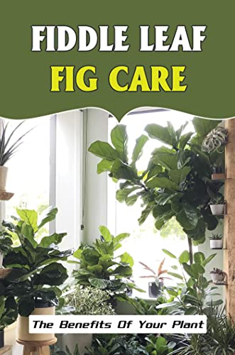 Fiddle Leaf Fig Care: The Benefits Of Your Plant