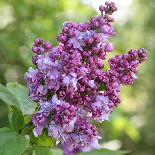 Plant Theory 80cm - 100cm Grafted Charles Joly Common Lilac Syringa Vulgaris Shrub Plant 12L Pot