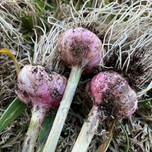 500 piezas de semillas de ajo resistentes - cebolla plantas resistentes al invierno para balcón ajo, hierbas de cocina maceta bonsai plantas de balcón plantas vegetales regalos sostenibles