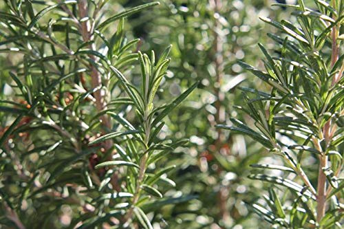 Kaufen Rosmarinus officinalis Baumsamen 15pcs Pflanze Rosmarin Baum Mi Xiang Die