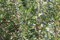 Kaufen Rosmarinus officinalis Baumsamen 15pcs Pflanze Rosmarin Baum Mi Xiang Die