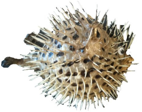 osters muschel-sammler-shop Igelfisch/Stachelfisch - echtes Präperat - ideal zur Fischernetz-Dekoration ab 25cm