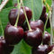 ALBERO DI CILIEGIO CILIEGIA DURONE IN VASO 17