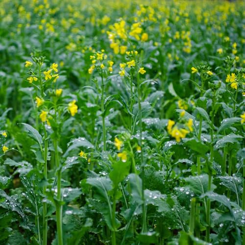 semillas de mostaza - Brassica juncea semillas resistentes balcón resistentes Parterres elevados jardín de oficina 100pcs