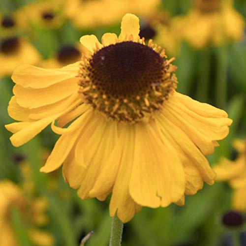 6 x Sonnenbraut 'The Bishop' - Helenium Bigelovii 'The Bishop': Die besondere Sonnenbraut.