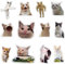 GTOTd Cat Meme Fridge Magnet Kühlschrankmagnete (12 Stück) Geschenke Merch Lustiger Dekoration Stoßstangen Aufkleber Kühlschrank Metallmagnet Flexibel Wiederverwendbar Magnetisches Vinyl