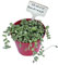 pianta vera Senecio rowleyanus pianta del rosario pianta grassa pendente succulente