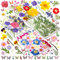 Cawished 120Pcs Fleurs Séchées Colorées 30 Types Fleurs Pressées Séchées Naturelles Papillons Stickers pour DIY Bijoux Ongles Bougies Résine Décoration