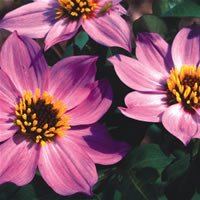Plant World Seeds - Dahlia Merckii Seeds (Perennial Flower Seeds)