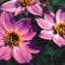 Plant World Seeds - Dahlia Merckii Seeds (Perennial Flower Seeds)