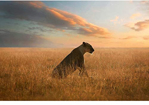 Afrika Fototapete mit Tier Motiv | Vlies Fototapete mit Leopard in Sonnenuntergang | Leoparden Tapete in 3D Optik mit Safari Motiv für Schlafzimmer