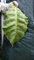 Tabaksamen 5x1000 Echter Rauchtabak 5 Sorten Virginia, Burley, Kentucky, Orient Xanthi, Badischer Geudertheimer Frische. Ernte 2024 Tobacco Seeds