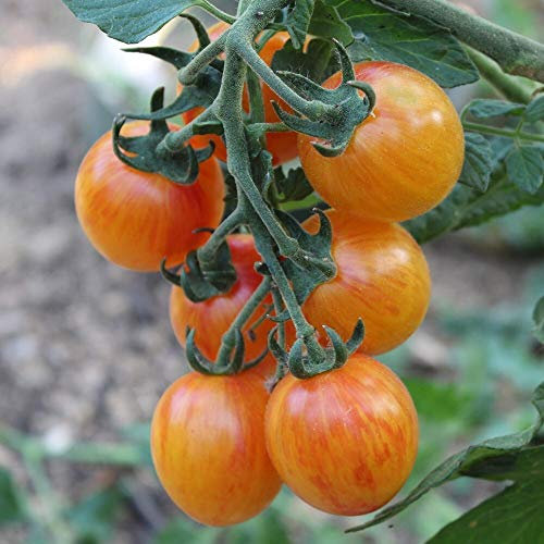 Artisan Golden Bumble Bee Bio-Tomatensamen