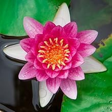 30 farbige Lotusblüten