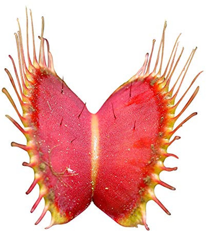 Dionaea muscipula (La Dionée attrape-mouche) - plante carnivore - 20 graines