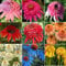 BELLFARM Echinacea Misch9 Farben Big Blooms Stauden Blumensamen, 200 Samen, professionelle Pack, Erbstück Hybrid Sonnenhut