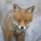 linoows Servietten 20 Stück, Fuchs, junger Rotfuchs, Tiermotiv im Herbst 33x33 cm