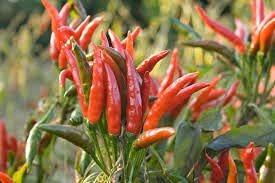 Aamish Pflanzensamen mit rotem Chili-Pfeffer