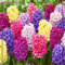 Hyazinthen Zwiebeln Hyazinthen zwiebeln Dekorative Pflanzen FüR Den Garten Hyazinthen rhizome Hyazinthen zwiebeln Hyazinthen zwiebeln winterhart