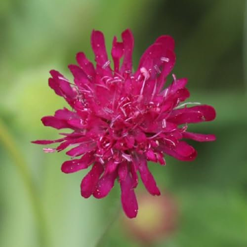 15 piezas semillas sarnosas, semillas de flores, jardín (Knautia macedónica) plantas perennes, semillas resistentes Plantas de jardín, plantas de jardín de rocas. semillas de flores