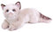 lilizzhoumax Ragdoll-Katze Stofftier Plüschtier realistisches Ragdoll-Katze Plüsch schönes Tier niedliche und weiche Geschenke Katze für Kinder Jungen und Mädchen Spielzeug Katze Plüsch 20” Weiß