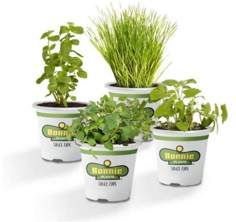 Kit Hierbabuena + Menta + Cebollino + Orégano Plantas Aromáticas