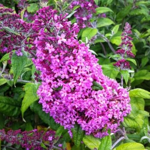 3 x Sommerflieder 'Peacock - Buddleja Davidii 40-60 cm im Container - Großen Blütenrispen in Rosa und Violettrosa