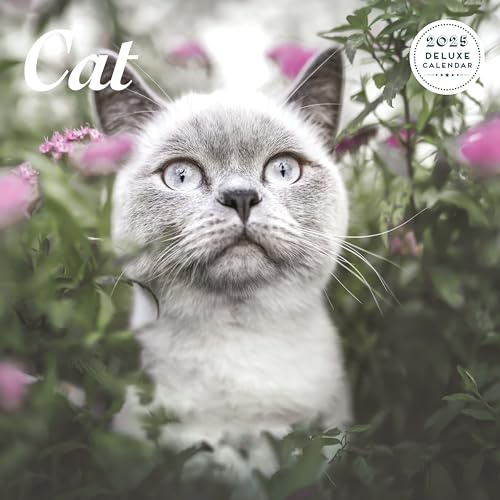 Cat 2025 Deluxe Kalender