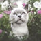 Cat 2025 Deluxe Kalender