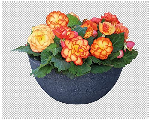PREMIER SEEDS DIRECT - Begonia Tuberous Seeds - Non Stop - FIRE F1 (150 Pellets)