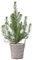 Plant in a Box - Pinus Pinea - Pin Parasol avec Panier Décoratif - Hauteur 40-50cm - Pin Méditerranéen pour Jardin & Intérieur - Résistant à la Sécheresse - Pot 15cm