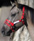 M Onty Roberts Offizielles Trainings-Halfter, klein (mit gratis DVD)